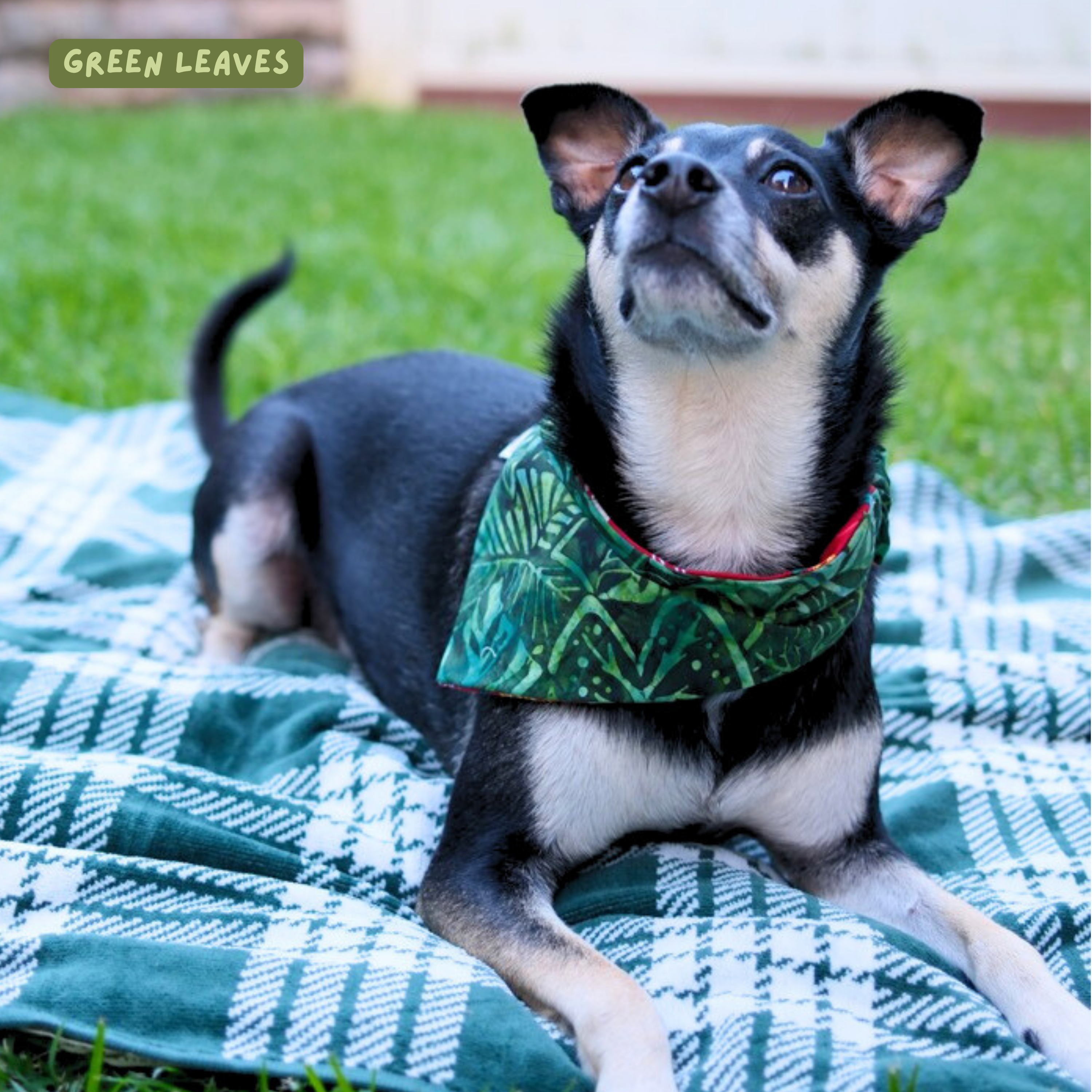 Surfing Santa Reversible Dog Bandana - Black